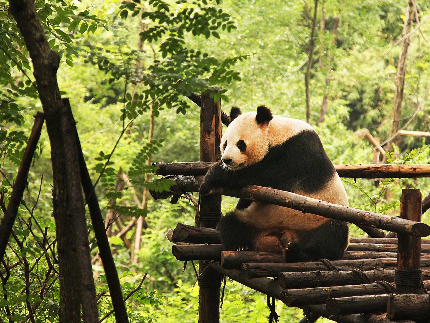 look at images of pandas