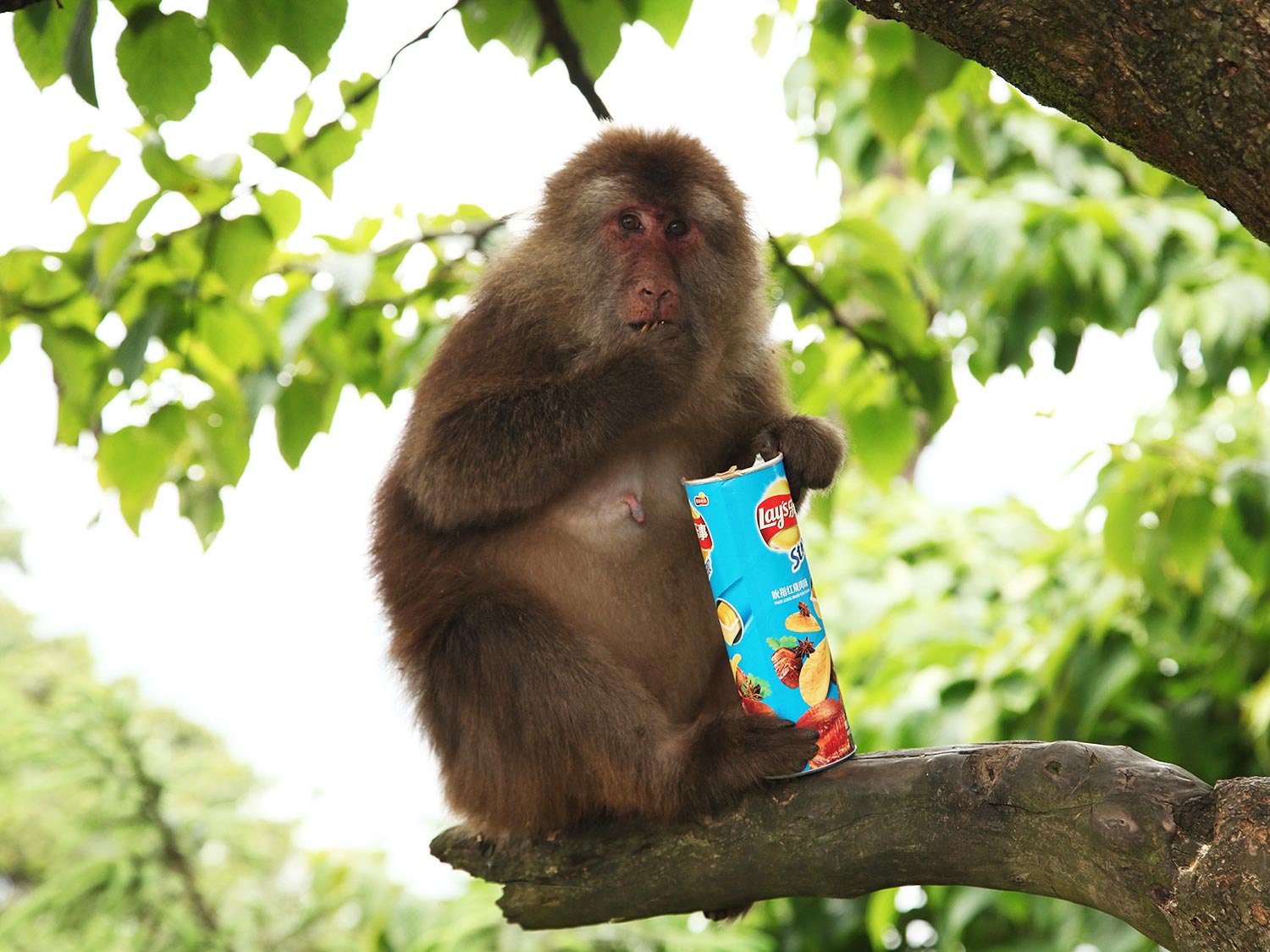 Monkeys On Mt. Emei Prefer Peanuts, According To Cute Viral Chinese  Propaganda Video